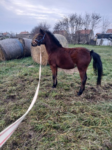 Elado poni kanca csiko