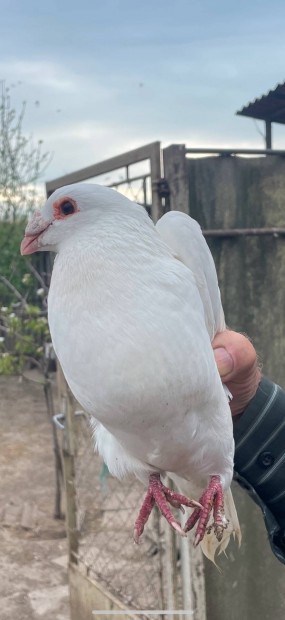 Elad postagalambok!