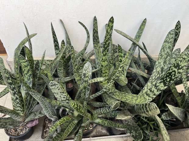 Elad pozsgsok (gasteria)