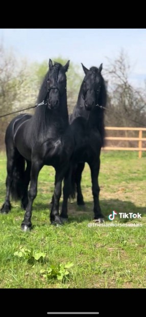 Eladó prémium holland Fríz csődörök