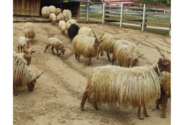 Eladó racka bárány