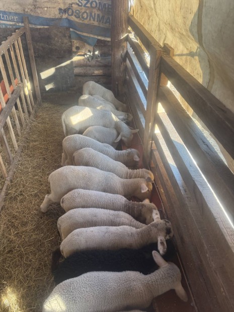 Elad� regisztr�lt birk�k �s b�r�nyok