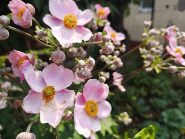 Elad� r�zsasz�n szell�r�zsa �vel� vir�g