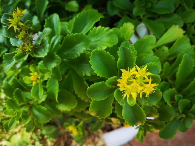 Elad� s�rga vir�g� varj�h�j