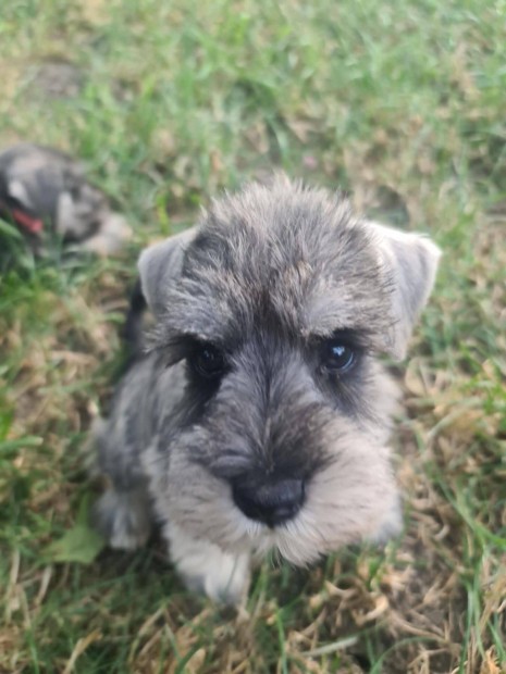 Eladó só-bors törpe Schnauzer fajtatiszta, FCI törzskönyves kiskutyák