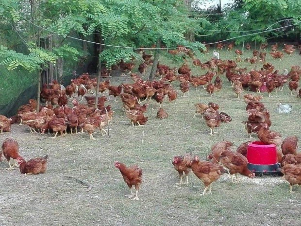 Elad szabadtarts csirke