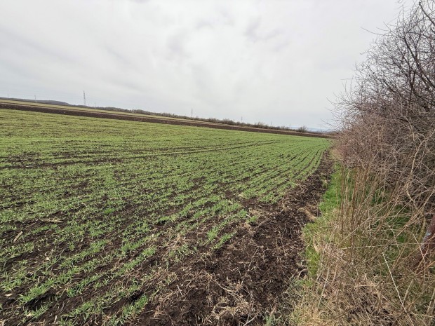 Elad� sz�nt� �s legel� Bicske telepi r�sz�hez k�zel  m�velt, j�l megk