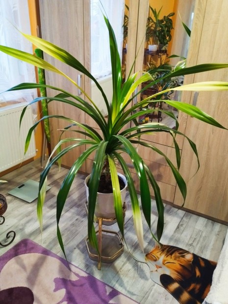 Elad� szoban�v�ny szobavir�g