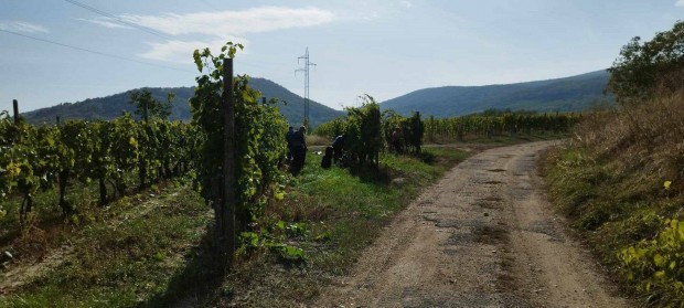 Eladó szőlőterület Olaszliszka határában a Györgyike-dűlőben