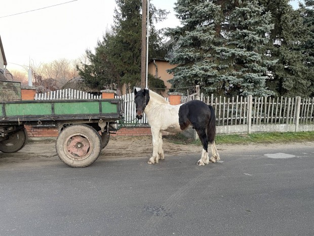 Elad tarka hidegvr mn csik