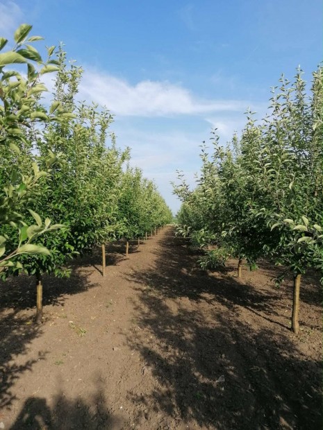 Elad� telek 2200 m