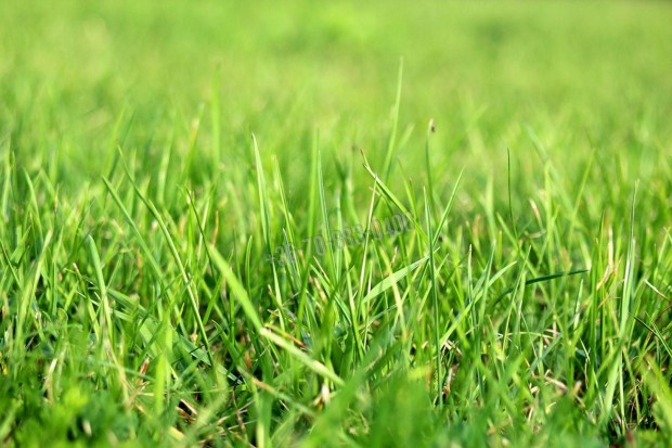 Elad� telek, Dabas, 49990000 Ft, 16477 nm