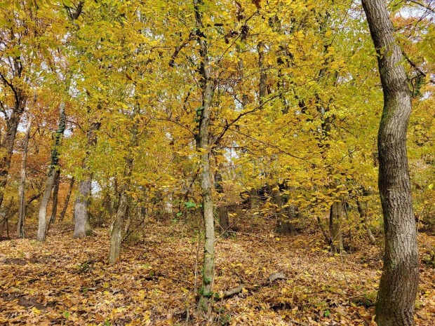 Elad� telek, Kismaros B�rzs�nyliget, 30000000 Ft, 1000 nm 11970_bhi