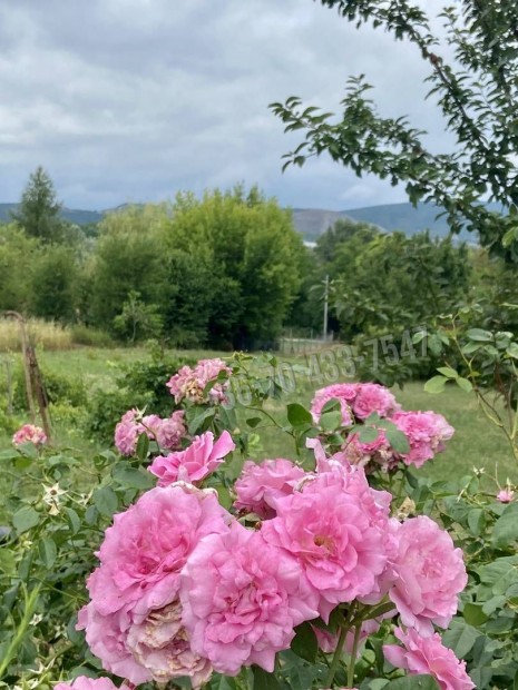 Elad� telek, T�r�kb�lint Pist�ly, 70990000 Ft, 2356 nm 36054_v