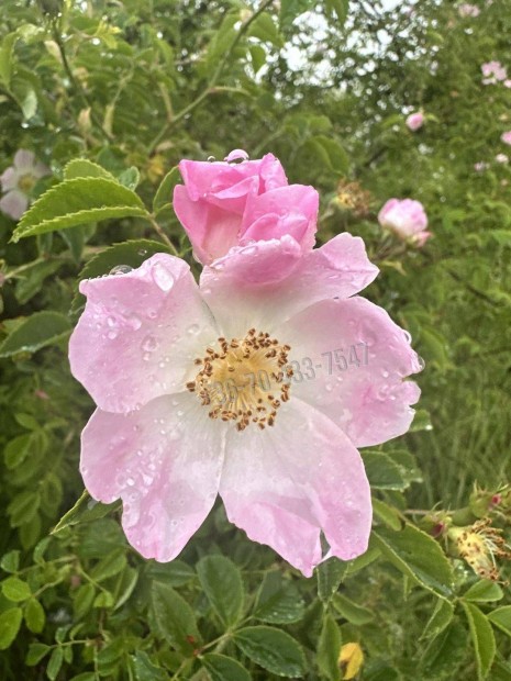 Elad� telek, T�r�kb�lint, 36700000 Ft, 1425 nm 35962_v