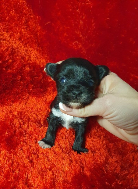 Elad trzsknyves yorki yorkshire terrier black kisfi