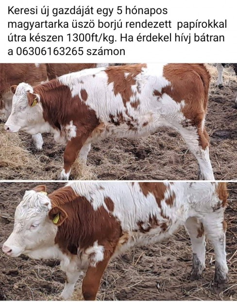 Elad sz borj