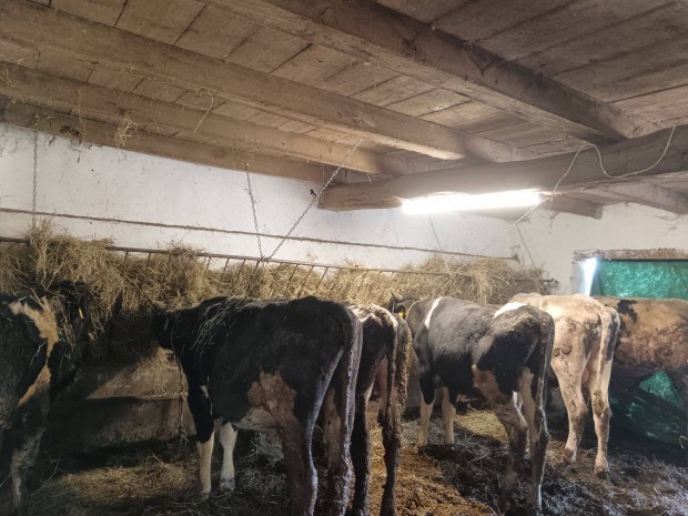 Elad vg holsteinnek