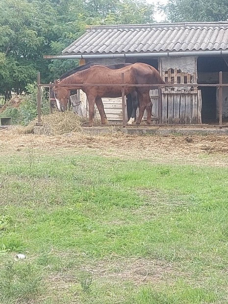 Elado vagy csere beszmolt  kanca