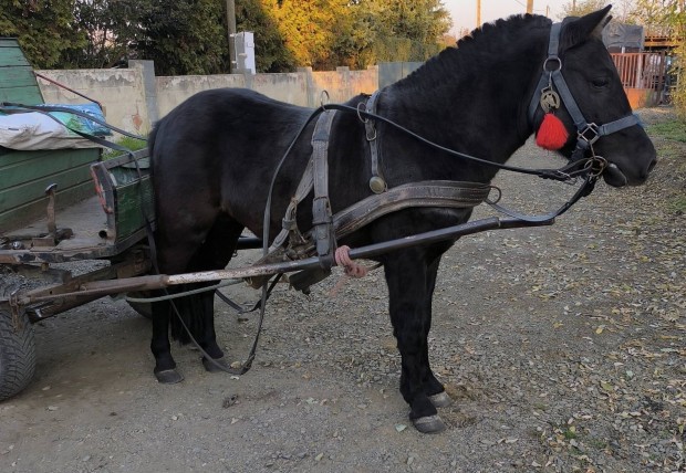 Elad vagy cserlhet jegytelen bogr fekete csdr pni 