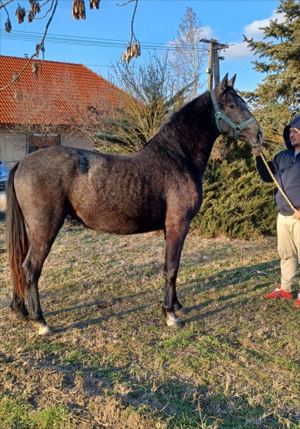 Elad vagy cserlhet kanca csiko