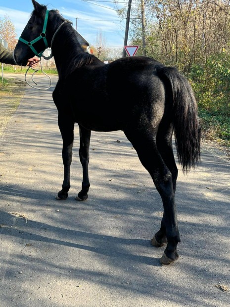 Elad vagy cserlhet kanca csik!