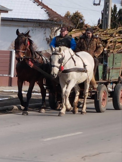 Elad vagy cserlhet lovak