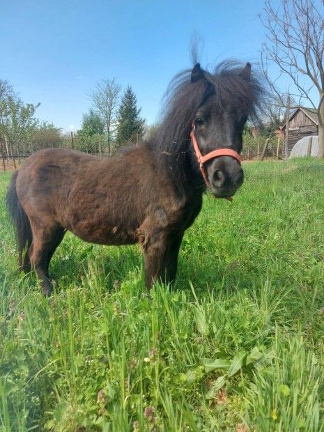 Eladó vagy cserélhető ponik