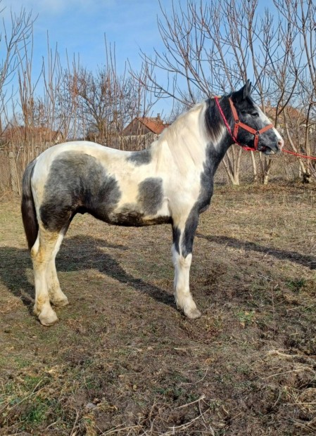 Elad vagy cserlhet tarka mn csiko