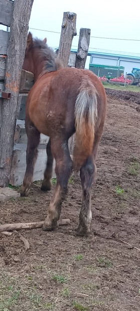 Elado vlaszto csdr csiko.