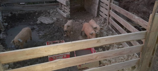 Elad vlaszts mangalica malac