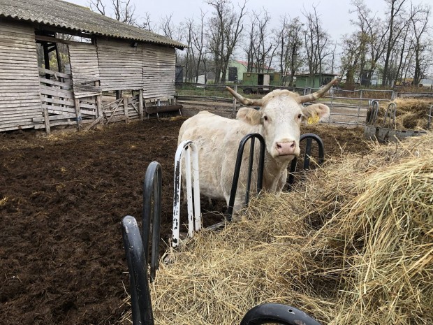 Elad vemhes Charolais tehenek