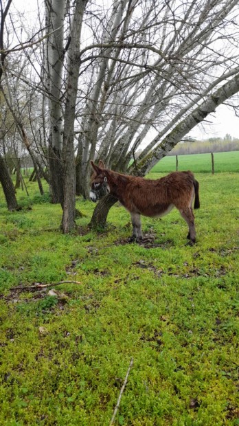 Eladó vemhes kanca szamár Hetényegyházán!