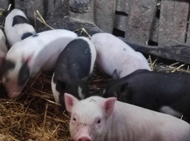 Eladó vietnámi keverék malacok
