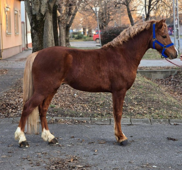 Elad welsh poni teljes szrmazs