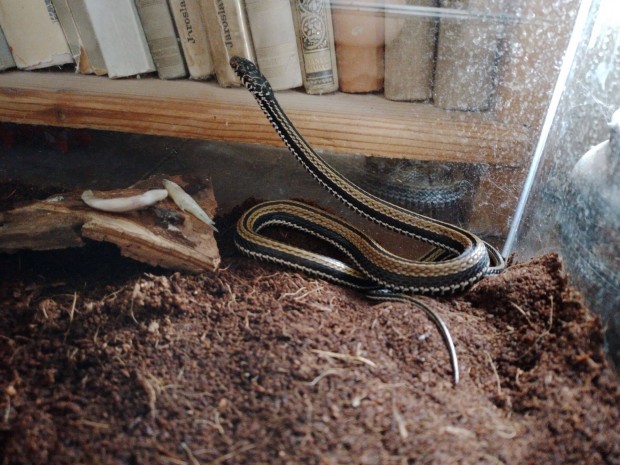 Elad xenochrophis vittatus