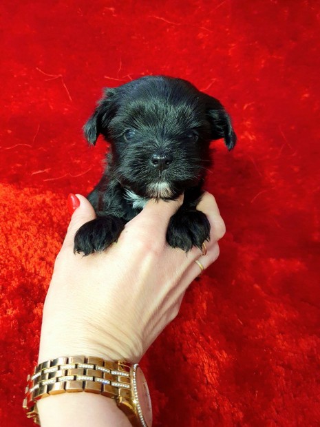 Eladó yorki yorkshire terrier Black picike kisfiú