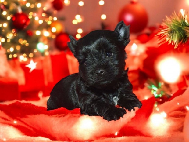 Elad yorki yorkshire terrier black kisfi