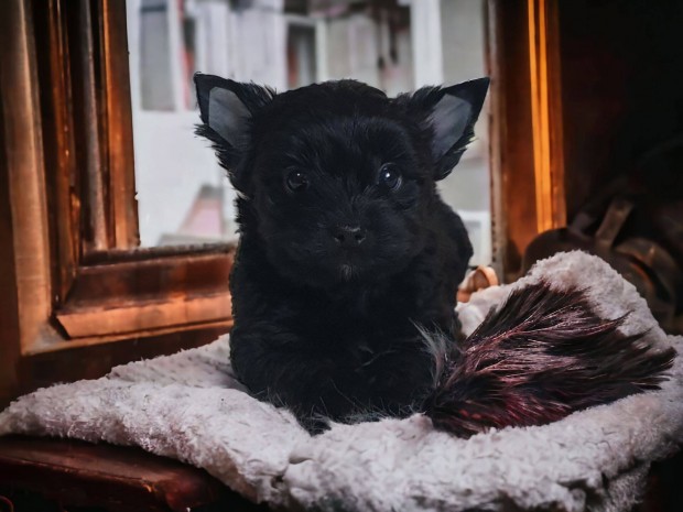 Eladó yorki yorkshire terrier black kislány