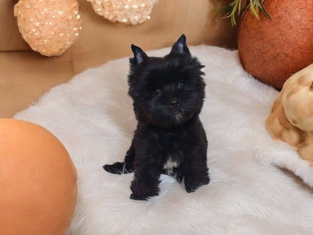 Elad yorki yorkshire terrier black lny