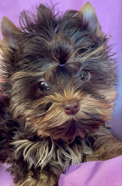 Elad yorki yorkshire terrier csoki s biewer kisfik