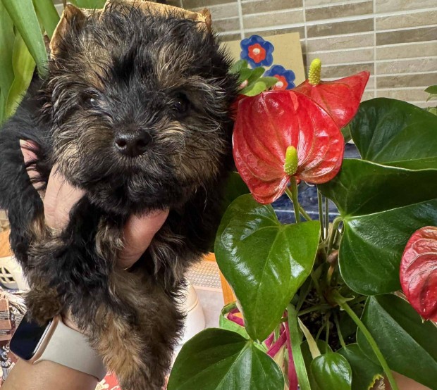 Eladó yorki yorkshire terrier kisfiú kislány