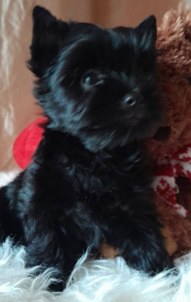 Eladó yorkshire terrier