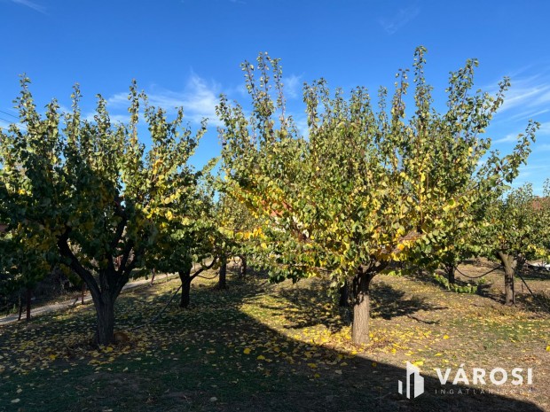 Elad� z�rt kert term� barackf�kkal �s �p�t�si lehet�s�ggel!