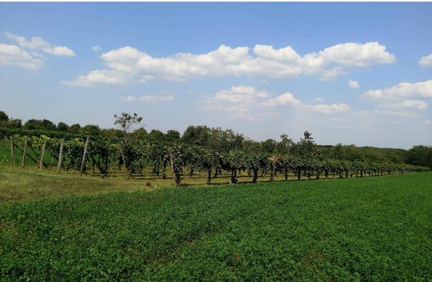 Elad� z�rtkerti sz�l� Ugodon