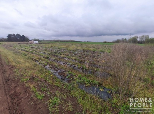 Elad� zsomb�i mez�gazdas�gi telek! - Szeged