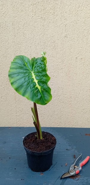 Eladva Colocasia White Lava