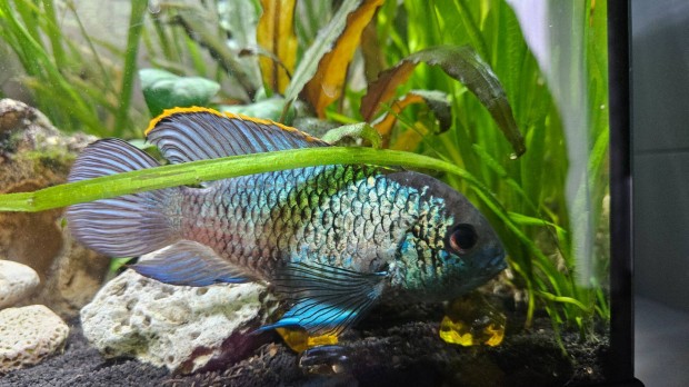 Electric blue acara