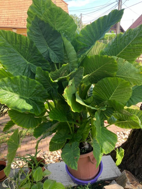 Elefntfl plma (Alocasia)