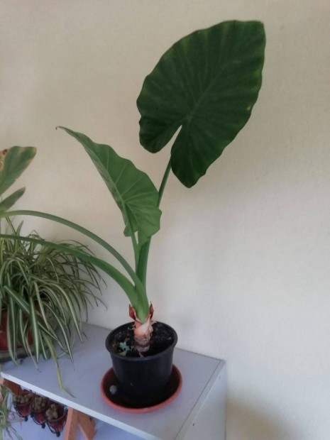 Elefntfl plma alokzia ( Alocasia cucullata )